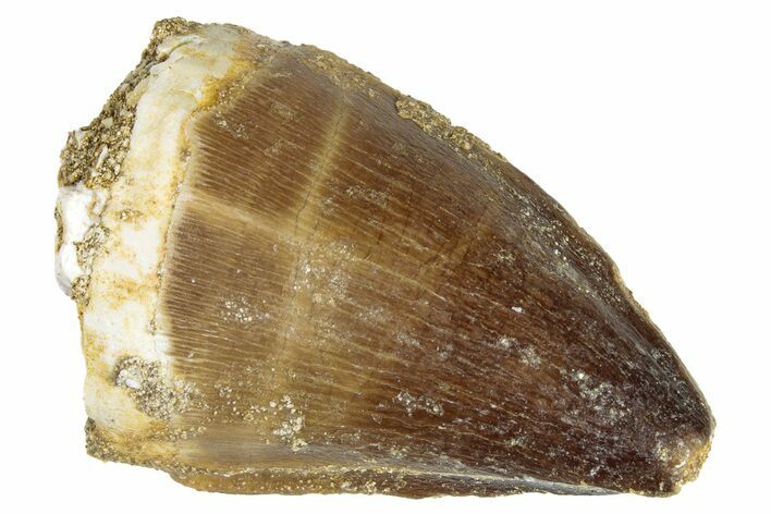 Fossil Mosasaur (Prognathodon) Tooth - Morocco #286328